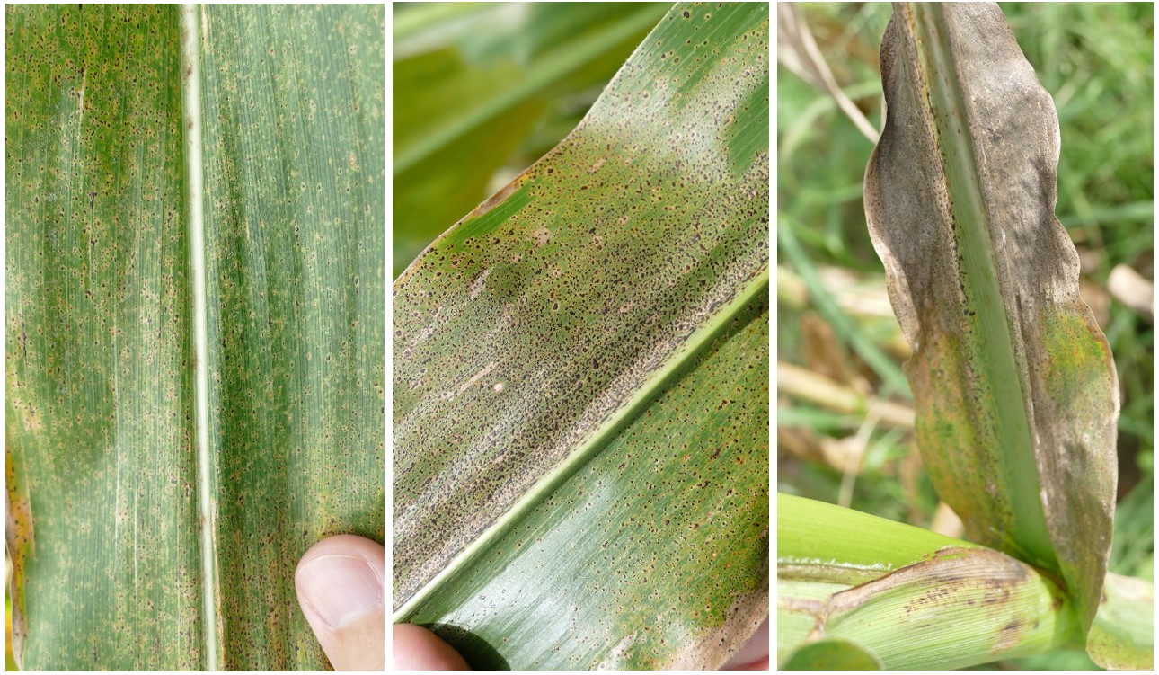 Tar spot on leaves 